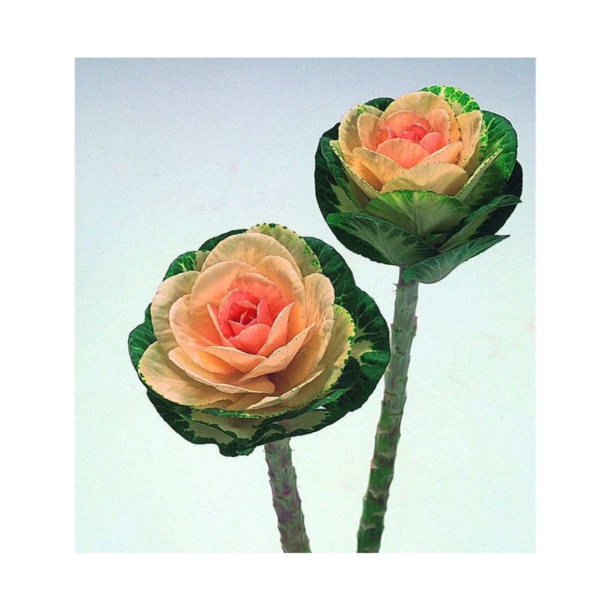 Okrasná kapusta Sunrise - Brassica Oleracea - semená - 20 ks