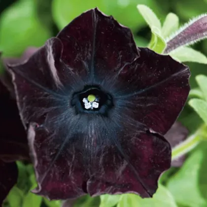 Petúnia Sophistica Blackberry  F1 - Petunia grandiflora - semená - 15 ks