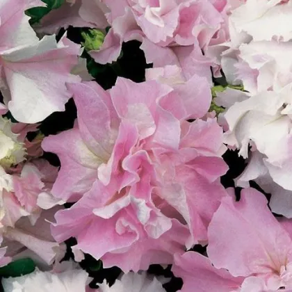Petúnia Pirouette F1 - Orchid Mist - Petunia grandiflora - semená - 20 ks