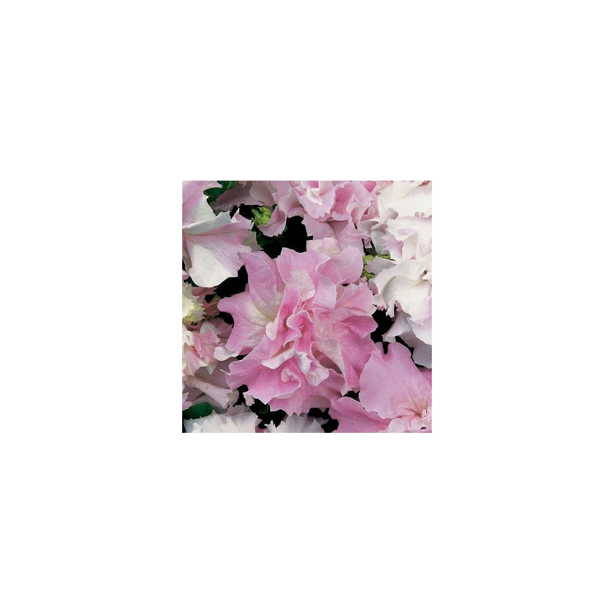 Petúnia Pirouette F1 - Orchid Mist - Petunia grandiflora - semená - 20 ks