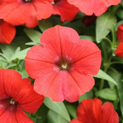 Petúnia Scarlet červená - Petunia nana compacta - semená - 20 ks