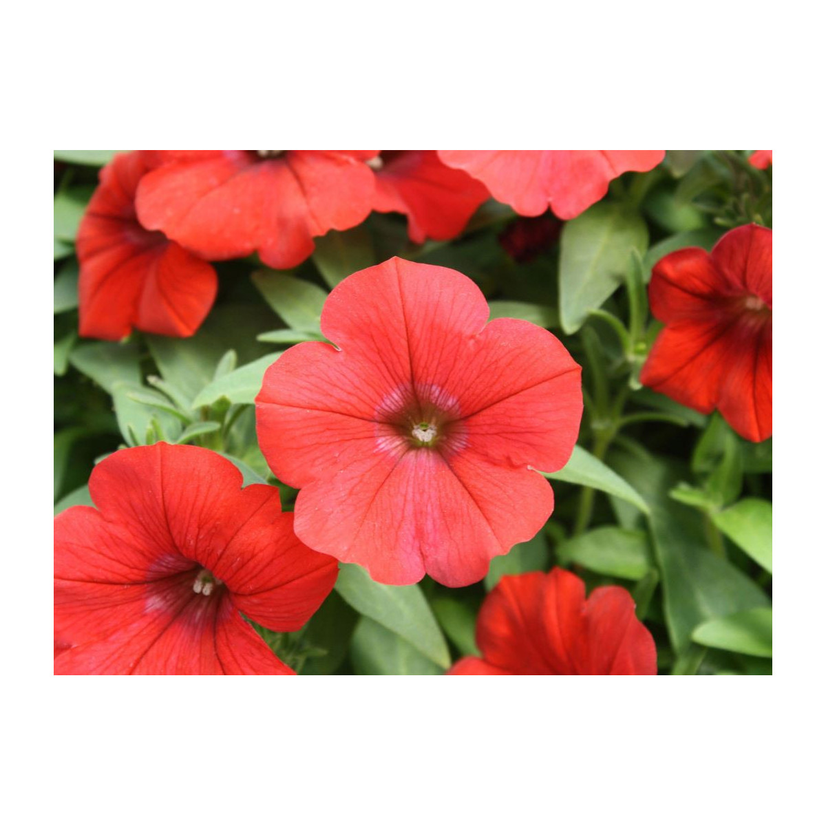 Petúnia Scarlet červená - Petunia nana compacta - semená - 20 ks