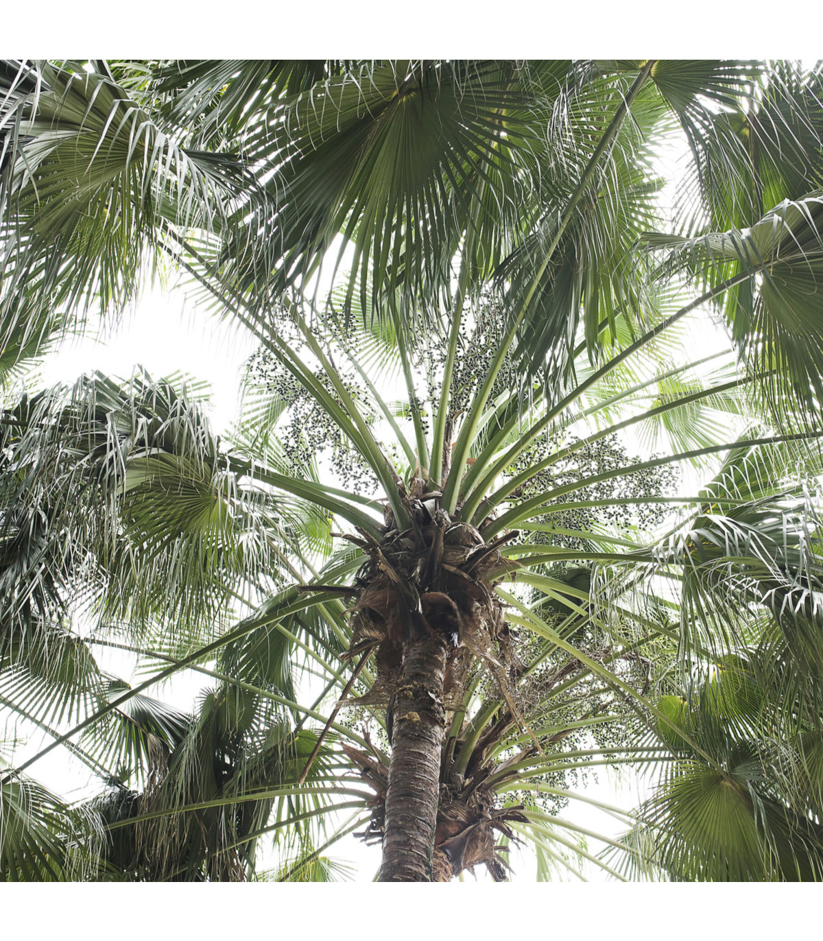 Palma čínska - Livistona Chinensis - semená palmy - semiačka - 3 ks