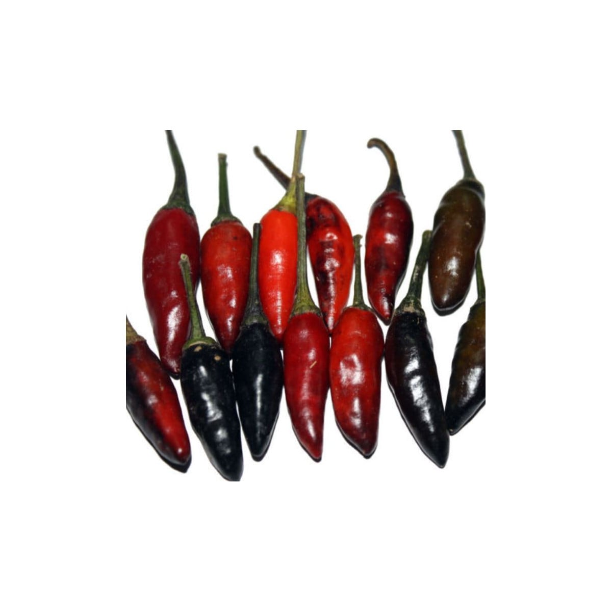Chilli Krishna Jolokia - Capsicum Annuum - semená - 7 ks