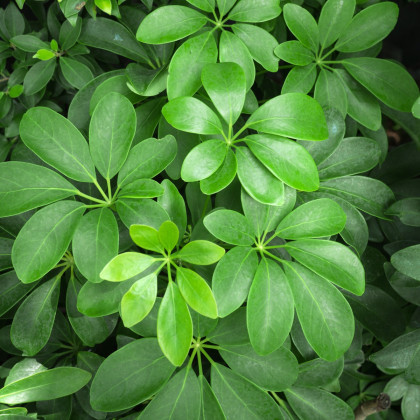 Šeflera stromovitá- semená 6 ks