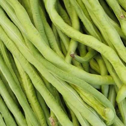 Vigna čínska Metro - Vigna sinensis - semená - 40 ks