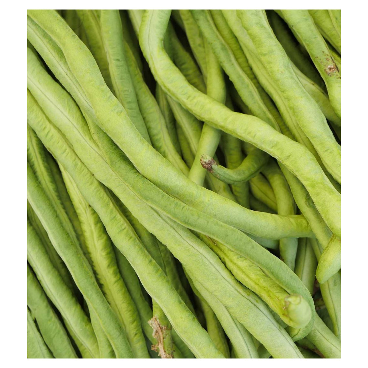 Vigna čínska Metro - Vigna sinensis - semená - 40 ks