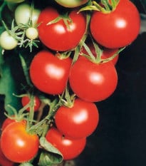 Paradajka Tamina - Paradajka Tamina - Solanum lycopersicum - semená paradajky - 20 ks