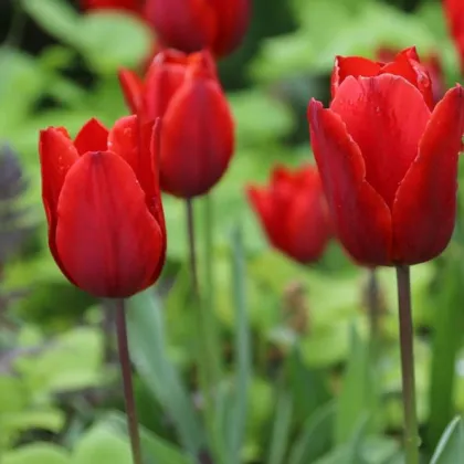 Tulipán Red Triumph - Tulipa - cibuľoviny - 3 ks