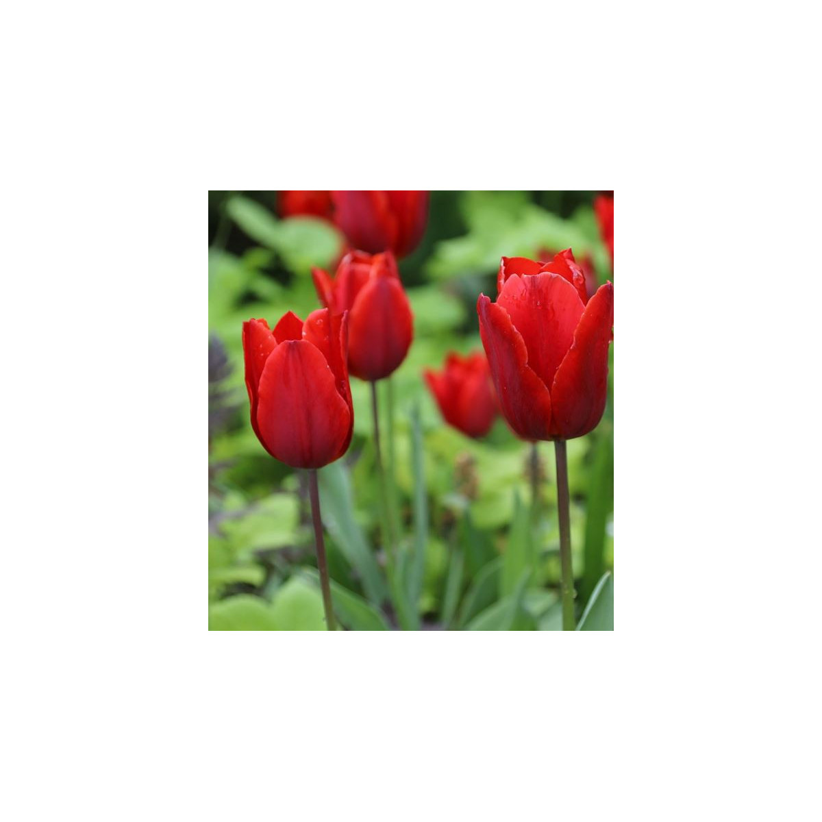 Tulipán Red Triumph - Tulipa - cibuľoviny - 3 ks