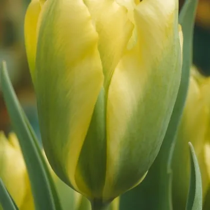 Tulipán Formosa - Tulipa - cibuľoviny - 3 ks