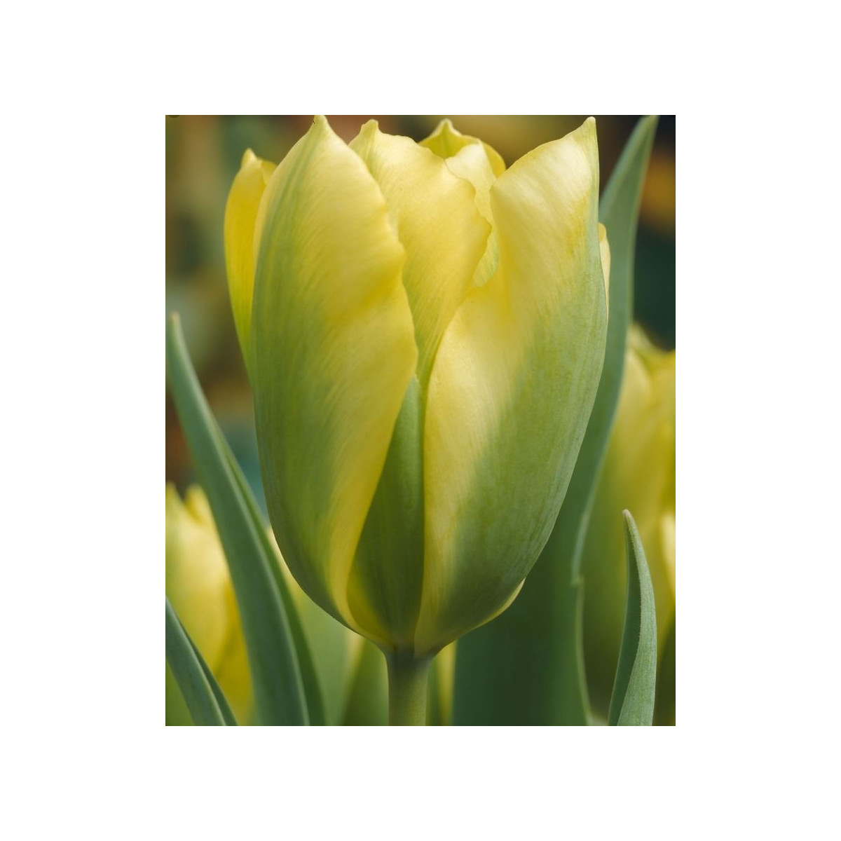 Tulipán Formosa - Tulipa - cibuľoviny - 3 ks