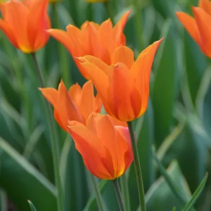 Tulipán Ballerina - Tulipa - cibuľoviny - 3 ks