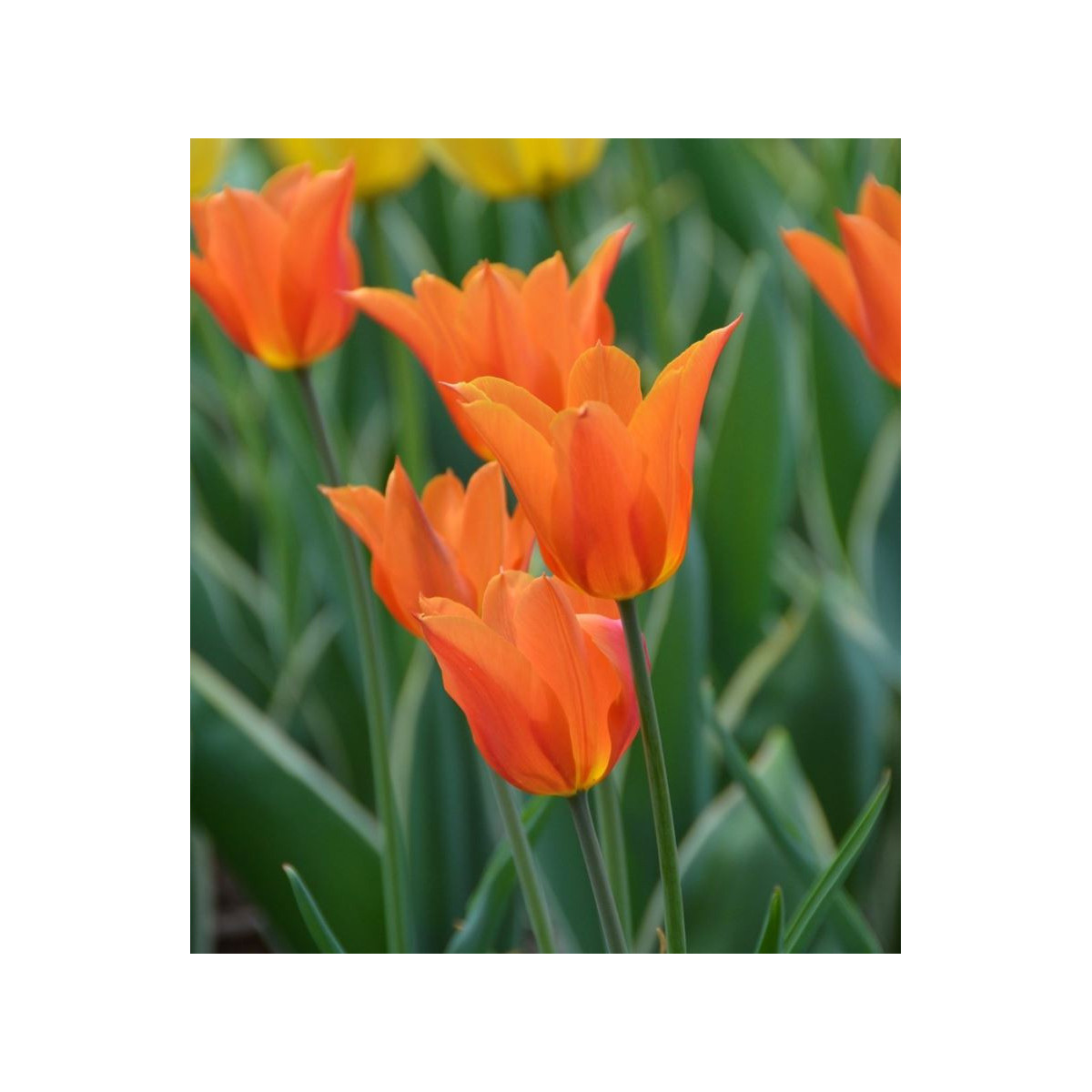 Tulipán Ballerina - Tulipa - cibuľoviny - 3 ks