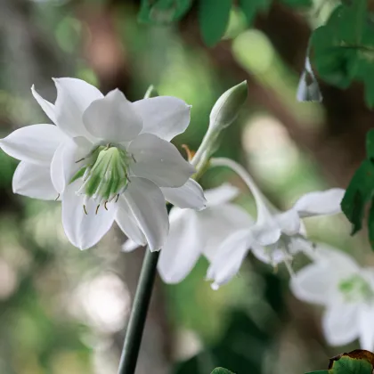 Eucharis - Eucharis grandiflora - cibuľoviny - 1 ks