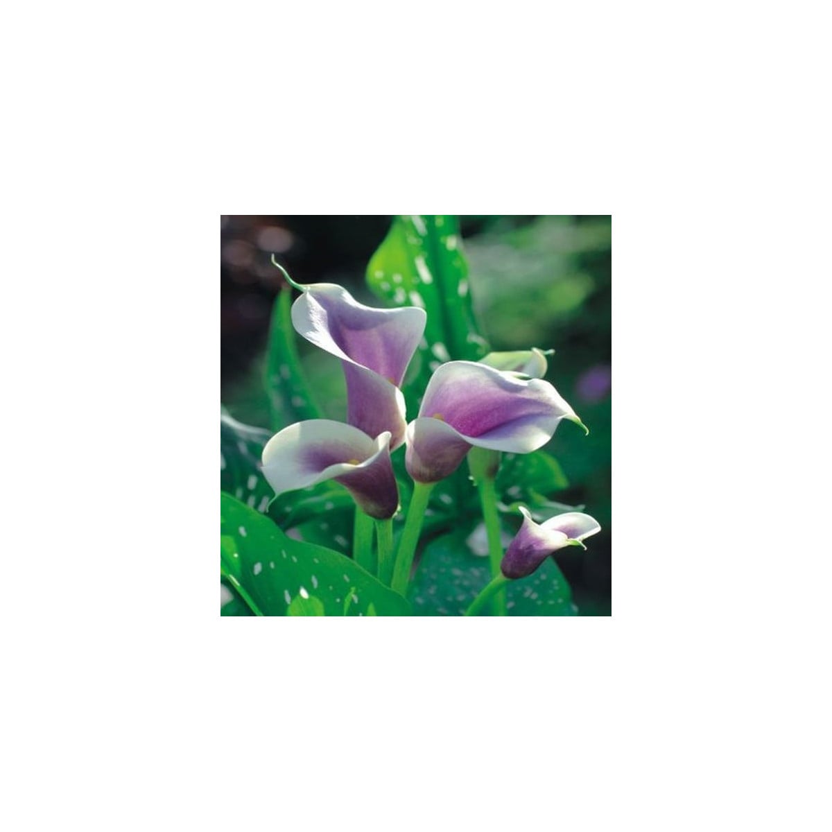 Kala Picasso - Zantedeschia - hľuzy kaly - 1 ks