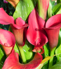 Kala Red Alert - Zantedeschia - hľuzy kaly - 1 ks
