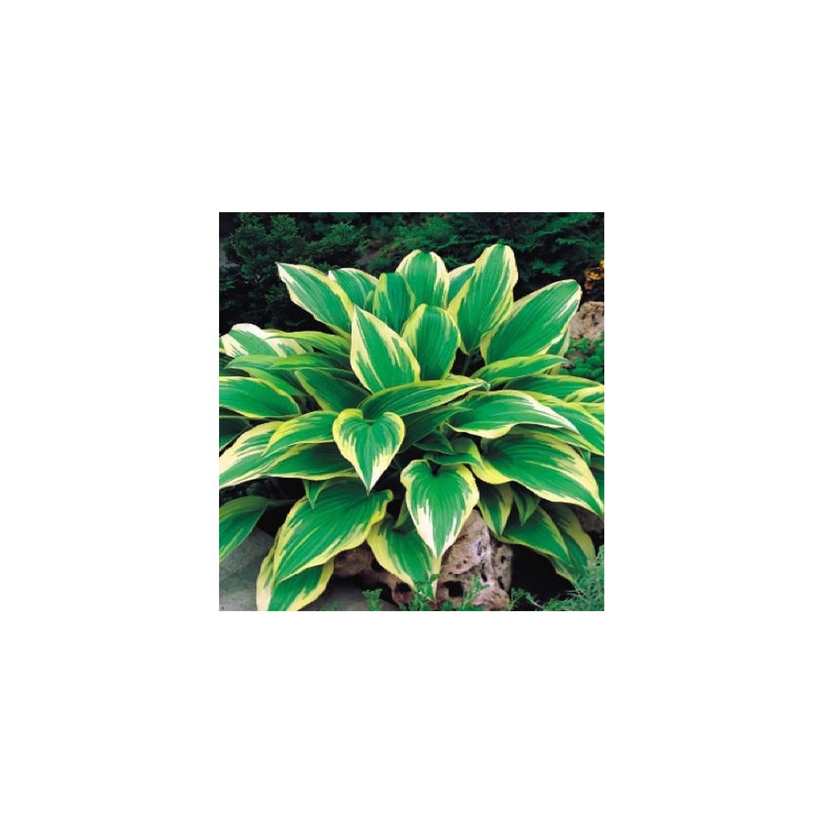 Funkia - Hosta Aureomarginata - hľuzy funkie - 1 ks