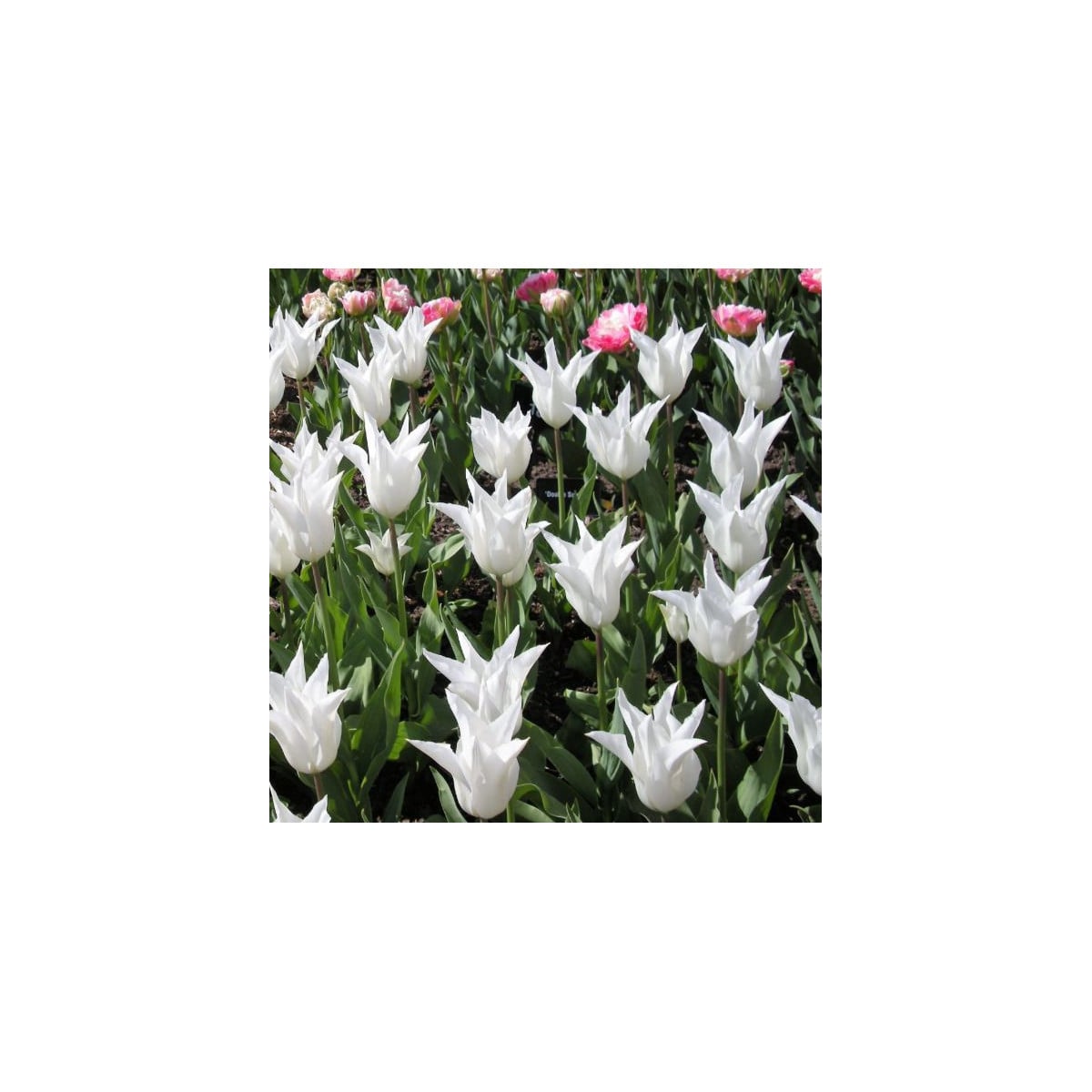 Tulipán Tres Chic - Tulipa - cibuľoviny - 3 ks