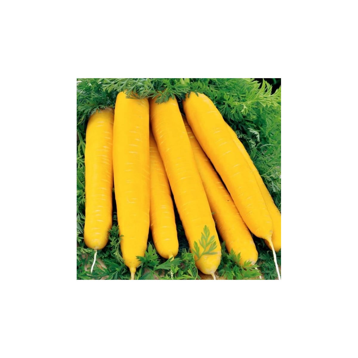 Mrkva Jaune du doubs - Daucus carota - semená - 900 ks