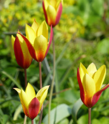 Tulipán nízky Cynthia - cibuľky tulipán - 3 ks