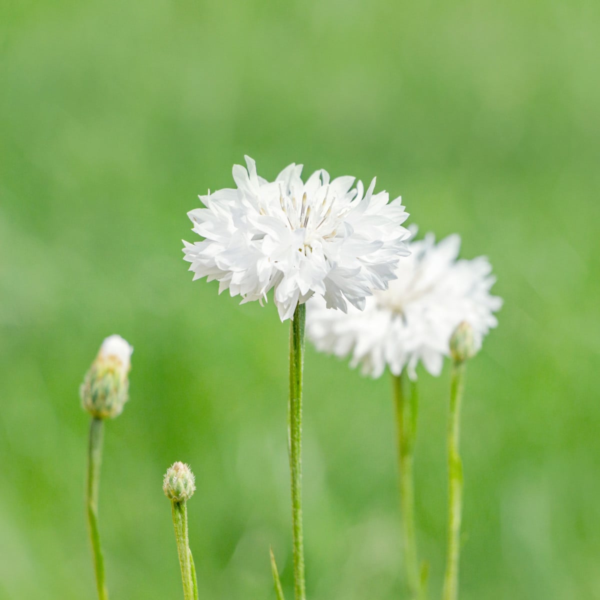 Nevädza lúčna biela - Centaurea cyanus - semená - 45 ks
