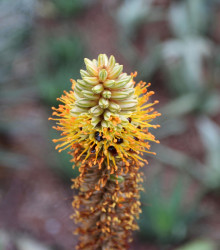Aloe castanea - predaj semien aloe - semená - 6 ks 