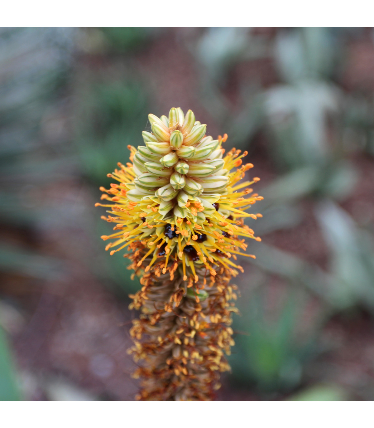 Aloe castanea - Aloe castanea - semená aloe - 6 ks