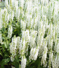 Šalvia Victoria White - Salvia farinacea - semená šalvie - 12 ks