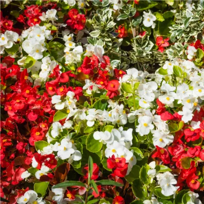Begónia plnokvetá mix farieb - Begonia Pendula maxima - cibuľoviny - 2 ks