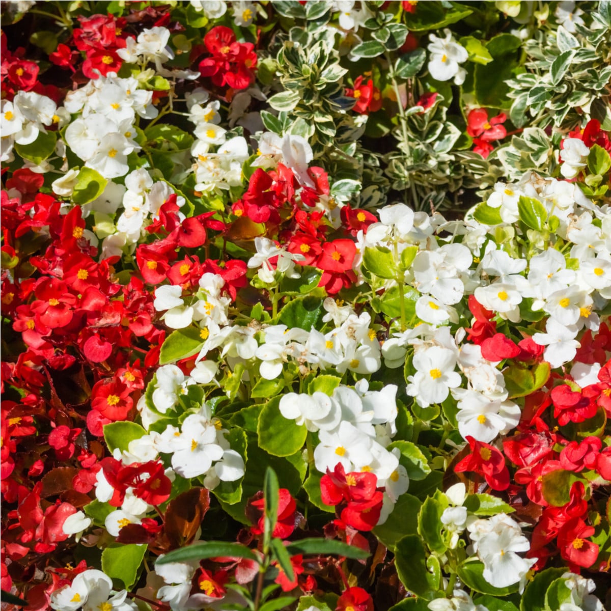Begónia plnokvetá mix farieb - Begonia Pendula maxima - cibuľoviny - 2 ks