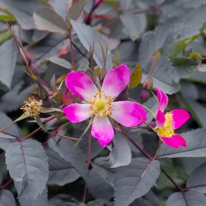 Ruža sivá - Rosa glauca - semená ruží - 5 ks