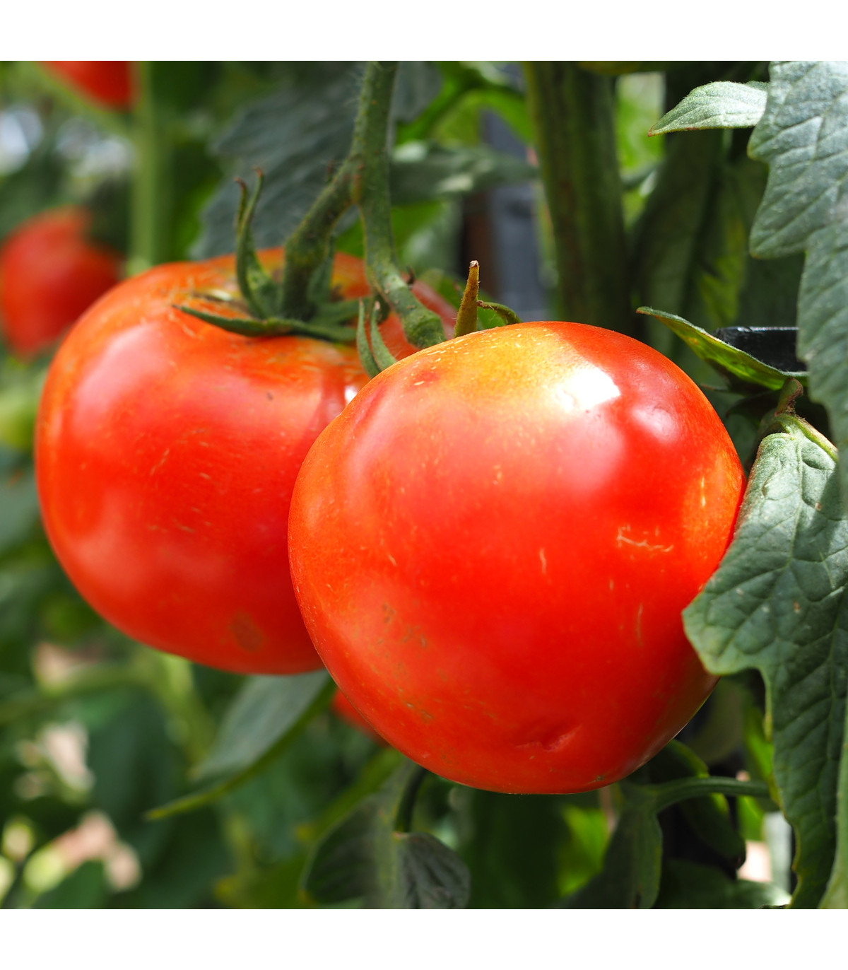 Paradajka Hamlet F1 - Solanum lycopersicum - semená paradajky - 6 ks