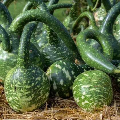Indická uhorka Lagenária Dipper - Cucurbita Lagenaria - semená - 6 ks