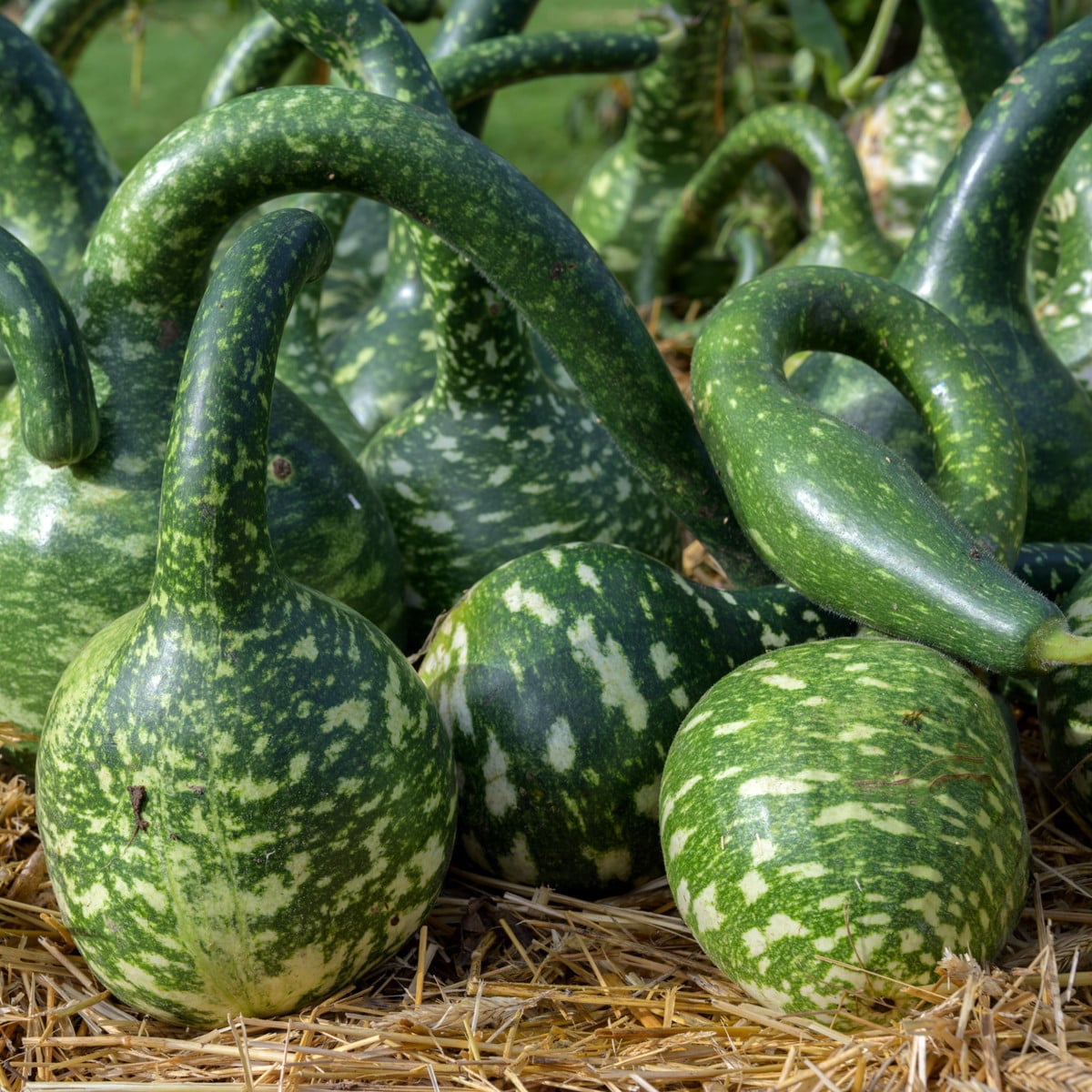 Indická uhorka Lagenária Dipper - Cucurbita Lagenaria - semená - 6 ks