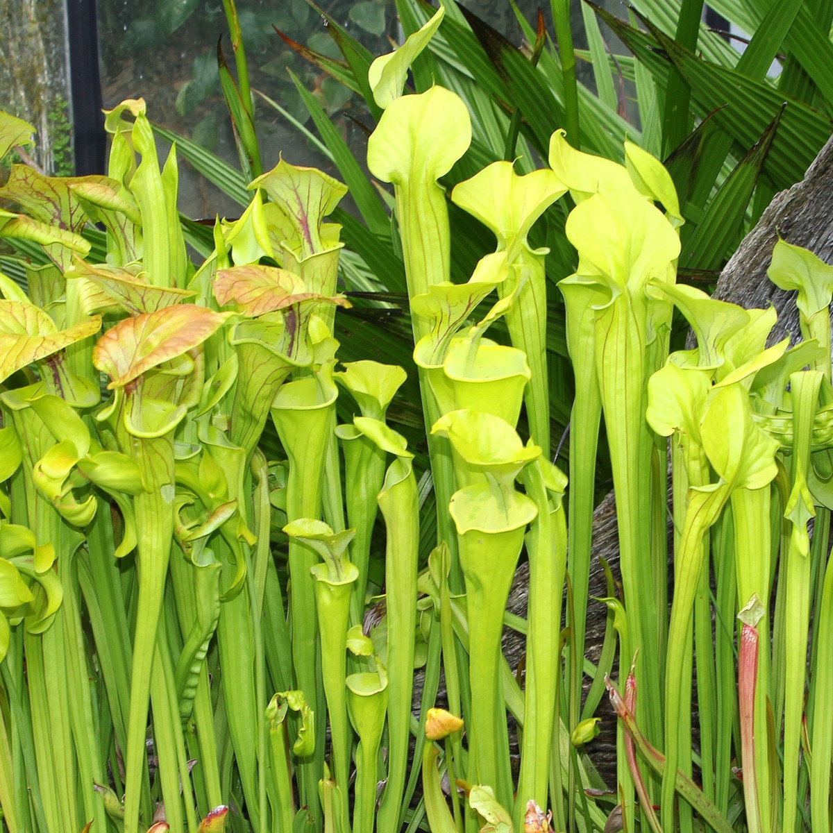 Saracénia náhorná - Sarracenia oreophila - semená - 12 ks