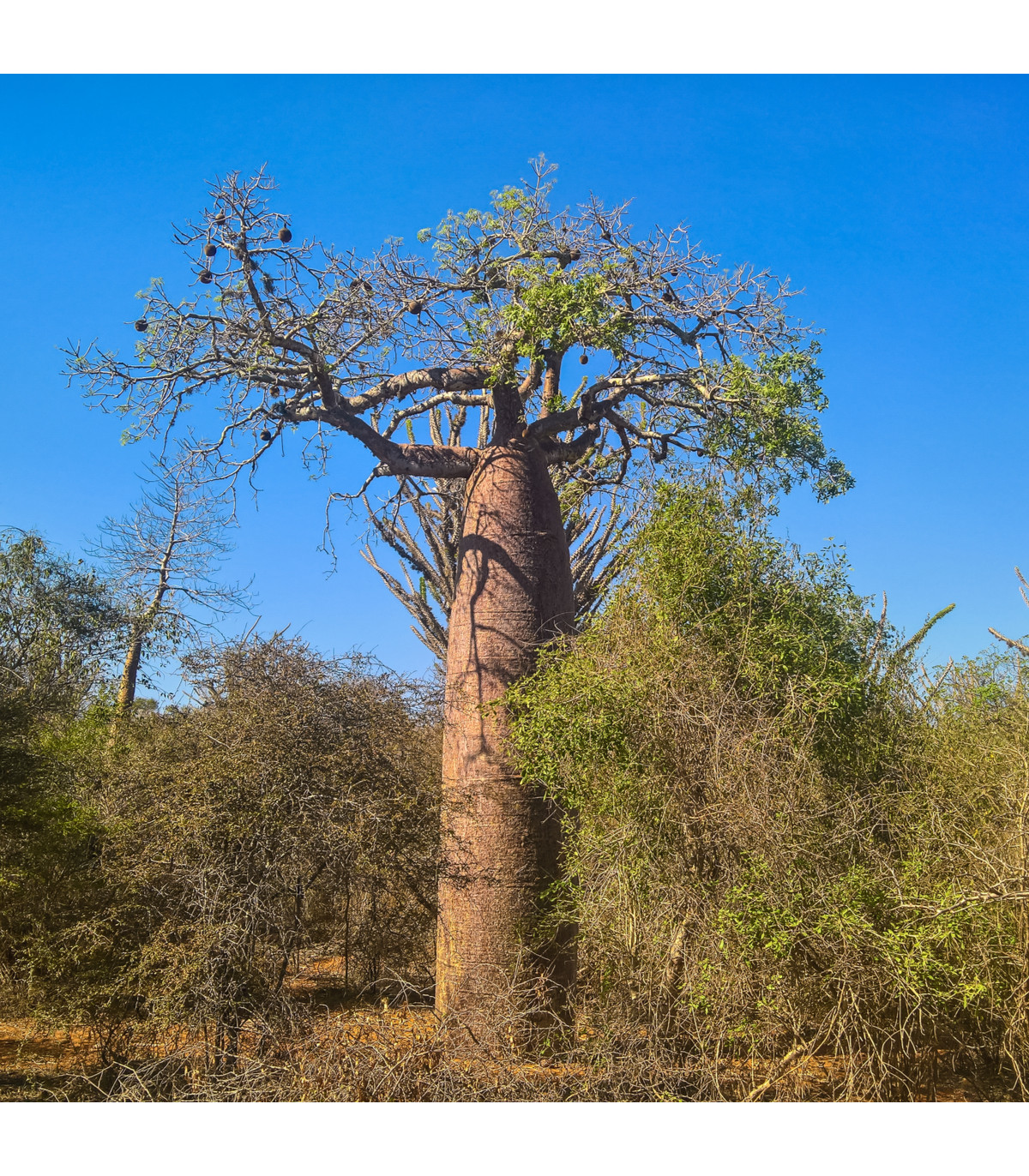 Baobab Fony - Adansonia fony - semená baobabu - 2 ks