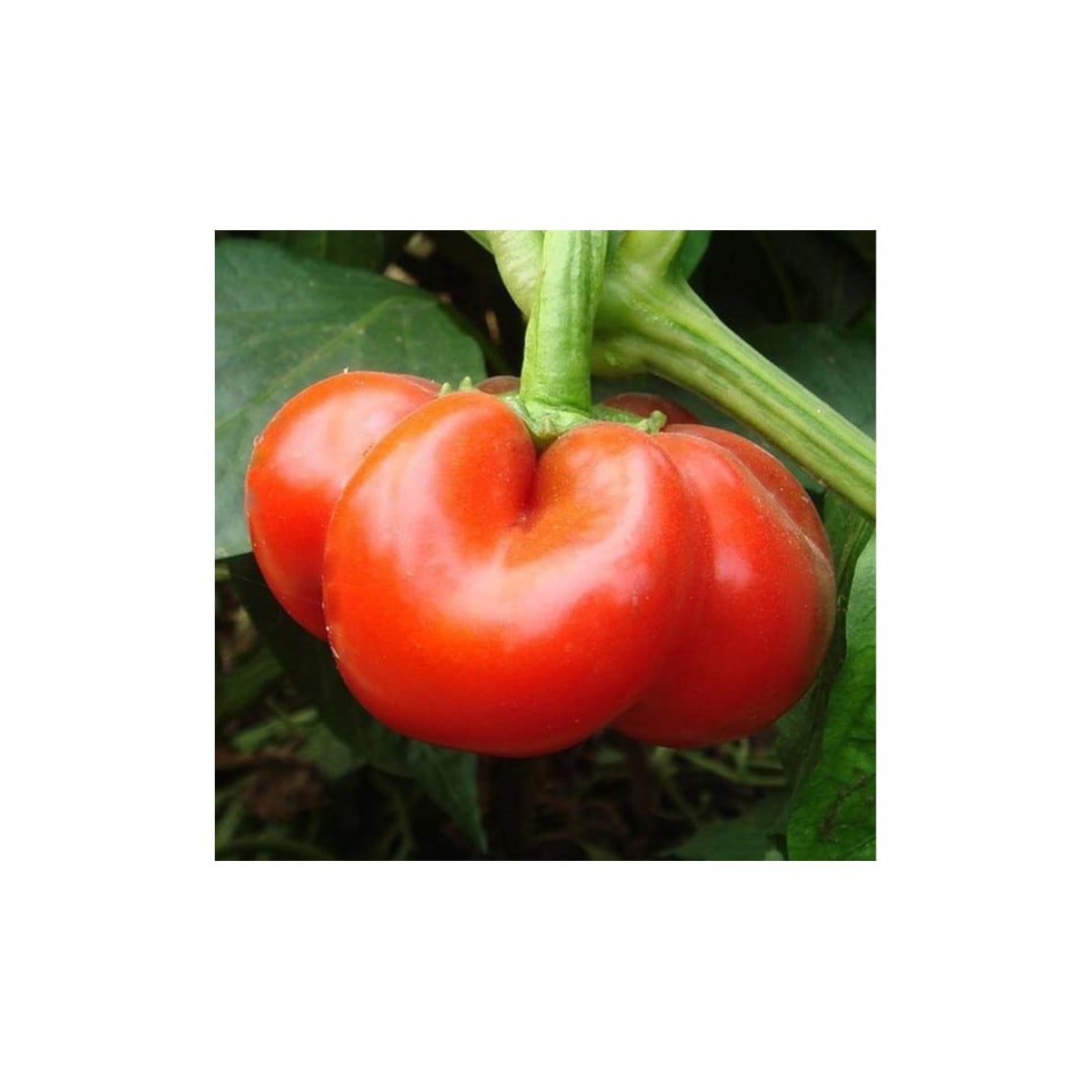 Paprika rajčatová Szuszanna - Capsicum annuum - semená papriky - 7 ks