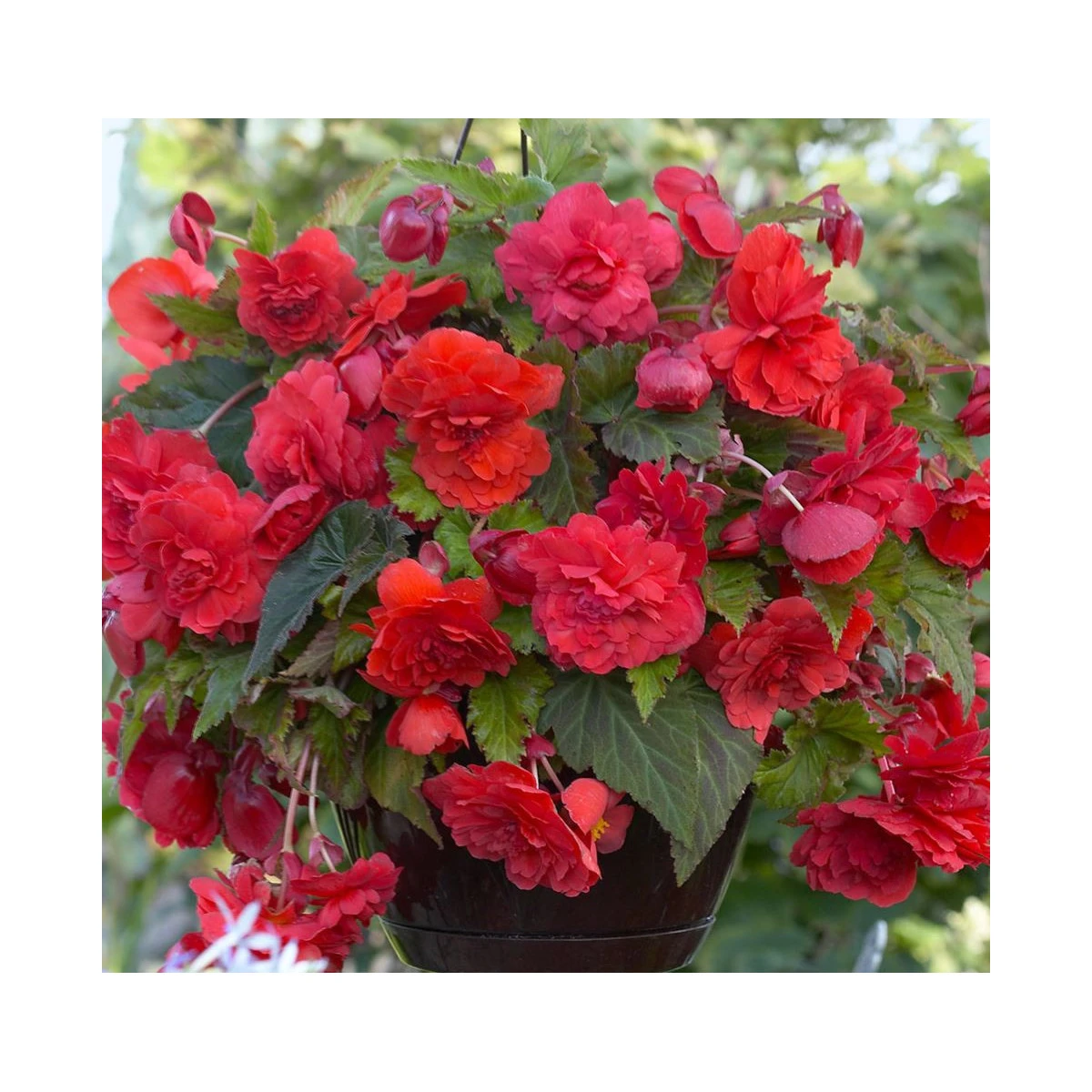 Begónia Red Glory - Begonia odorata - hľuzy begónie - 2 ks