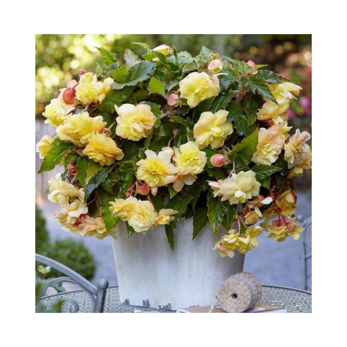 Begónia Sunny Dream - Begonia odorata - hľuzy begónie - 2 ks