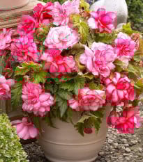 Begónia Pink Balcony - Begonia tuberhybrida - hľuzy begónie - 2 ks