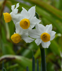 Narcis Canaliculatus - Narcissus canaliculatus - cibuľoviny - 3 ks