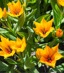 Tulipán viackvetý - Praestans Shogun - predaj cibuľovín - holandské tulipány - 3 ks