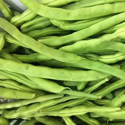 BIO Fazuľa kríčková Speedy - Phaseolus vulgaris - bio semená - 15 ks