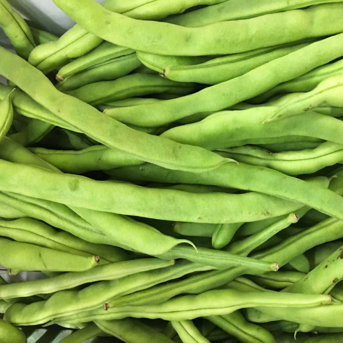 BIO Fazuľa kríčková Speedy - Phaseolus vulgaris - bio semená - 15 ks