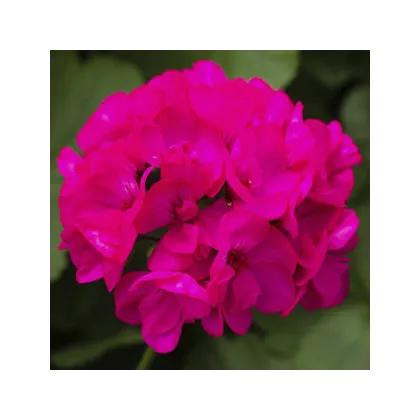 Muškát pásikavý vzpriamený Nekita F1 Deep Rose - Pelargonium zonale - semená - 4 ks