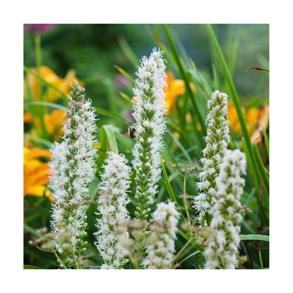 Fakľovka biela Alba - liatra klasnatá - Liatris spicata - hľuzy liatry - 5 ks