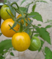 Rajčiak ribezľový Gold Rush - žltá farba - Solanum pimpinellifolium - predaj semien divokých rajčiat - 6 ks