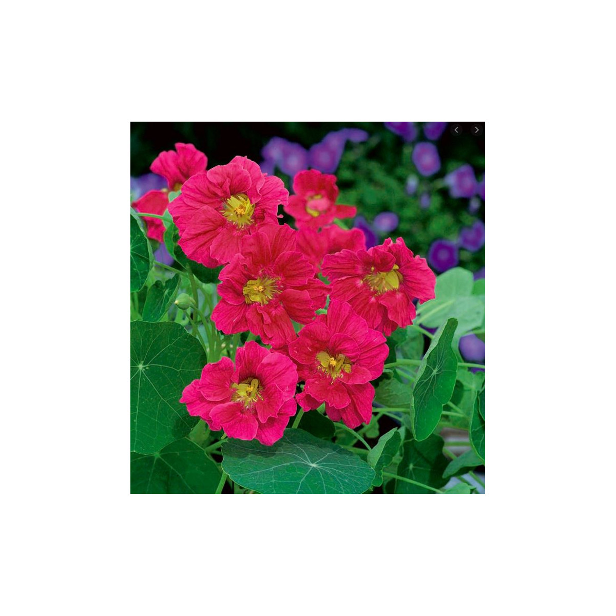 Kapucínka Whirlybird Rose - Tropaeolum minus