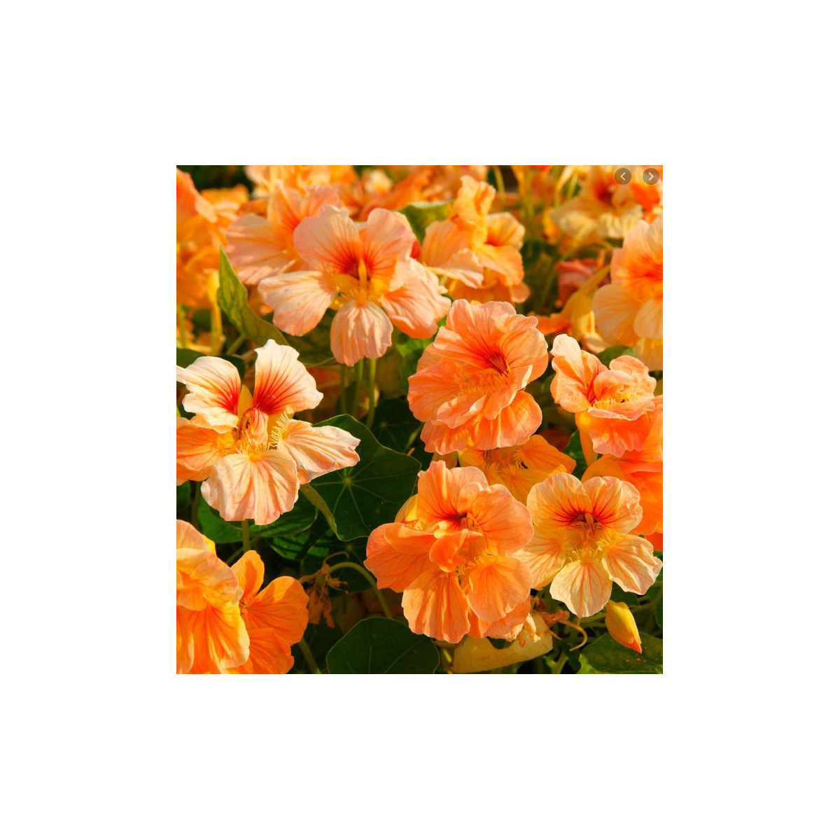 Kapucínka nízka Tip Top Apricot - Tropaeolum minus - semiačká Kapucínky- 1,5 g